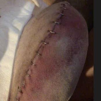 Northlake Veterinary Surgery - 4 days after surgery. Just took off bandage. - Veterinarians Near Me - Clarkston, Georgia