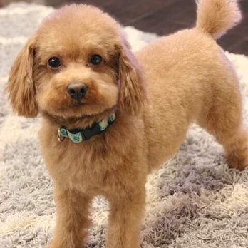 iPet Grooming - Pet Groomers Near Me - Markham, Ontario