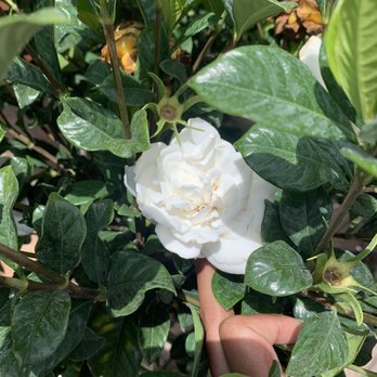 Flamingo Road Nursery - Nurseries & Gardening Near Me - Davie, Florida