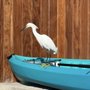 Photo of Get Up And Go Kayaking - Naples