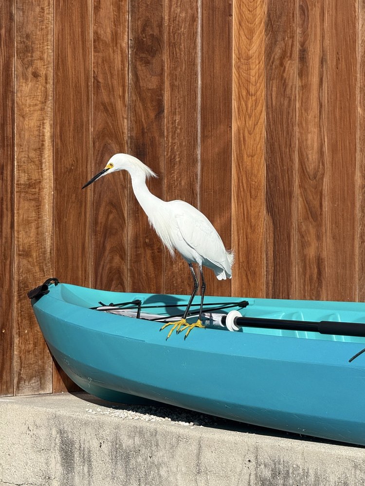 Get Up And Go Kayaking - Naples Logo