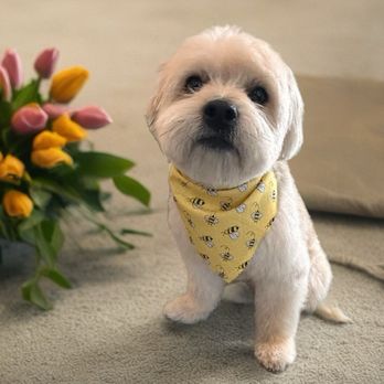 Bark & Sparkle - Pet Groomers Near Me - San Dimas, California