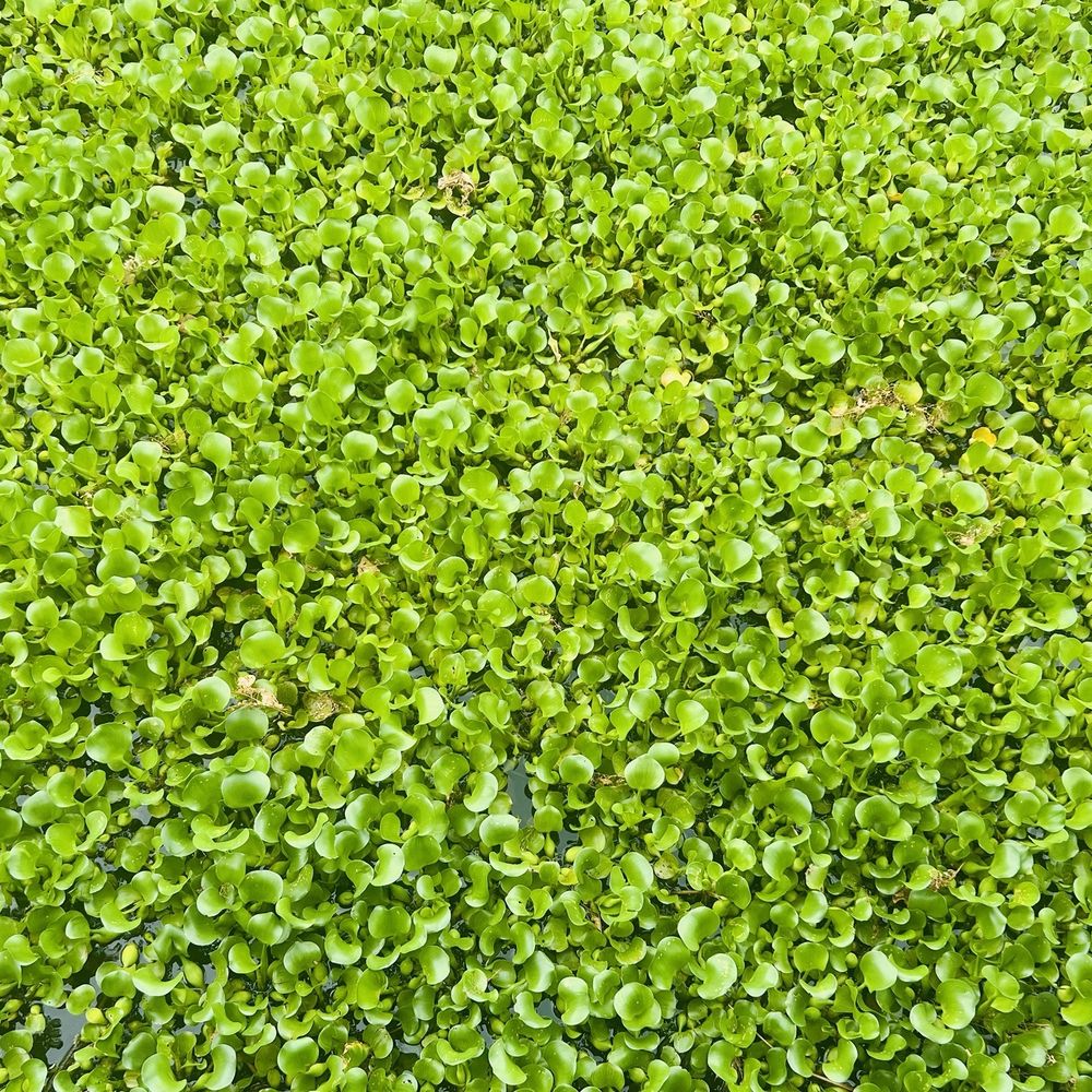 Lilly pads kinda