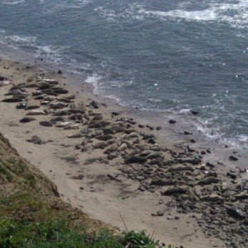 Moss Beach - Not rocks, snoozing seals! - Beaches Near Me - Moss Beach, California