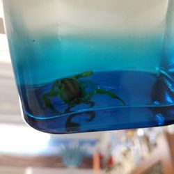 Tequila Arrecife - Scorpion.
