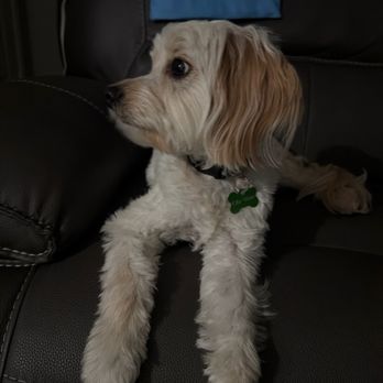 Pawlish Grooming - Pet Groomers Near Me - Las Vegas, Nevada