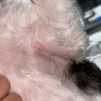 Petco - Cuts on left armpit - Pet Stores Near Me - San Marcos, California