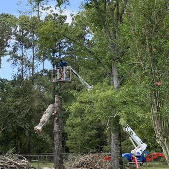 Genesis Tree Services - Cutting down a big tree piece by piece. - Tree Services Near Me