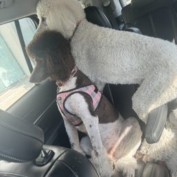 My dogs know where we're at and are always very excited to be there! My dogs know where we're at and are always very excited to be there!