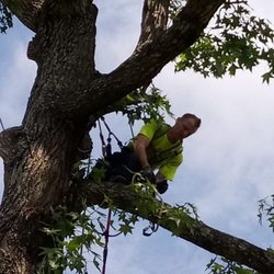 Reliable Tree Service