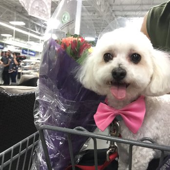 Lazy Dog Grooming - Feeling extra pretty today! :) - Pet Groomers Near Me - Henderson, Nevada