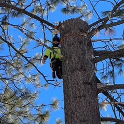 Lifted Roots Tree Service
