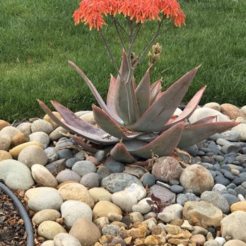 Inland Valley Lawn Care - The green lawn helps compliment our low maintenance landscape. - Lawn Services Near Me Inland Valley Lawn Care - The green lawn helps compliment our low maintenance landscape. - Lawn Services Near Me