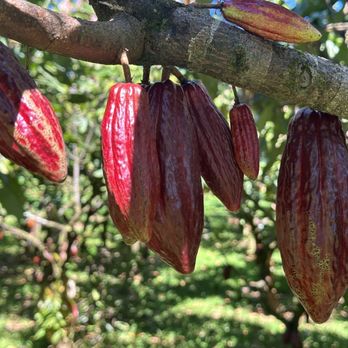 Lavaloha - Beautiful cocoa trees! - Chocolatiers & Shops Near Me - Hilo, Hawaii
