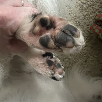 Barkbus Mobile Dog Grooming - The main reason for hiring this service was paw pad trimming and sanitary areas trimmed neither were done. - Pet Groomers Near Me