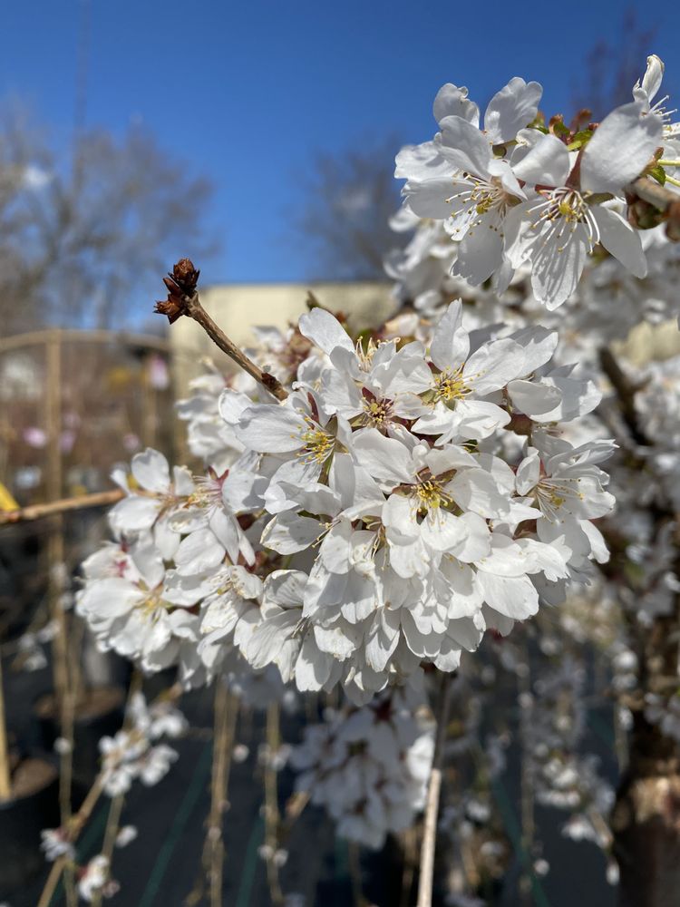 CENTRAL NURSERIES Updated July 2024 25 Photos & 17 Reviews 1155 Atwood Ave, Johnston