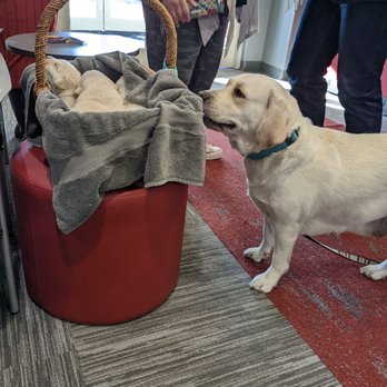 FOX 9 - KMSP - Pups. I got to pet their mom. - Television Stations Near Me - Eden Prairie, Minnesota FOX 9 - KMSP - Pups. I got to pet their mom. - Television Stations Near Me - Eden Prairie, Minnesota