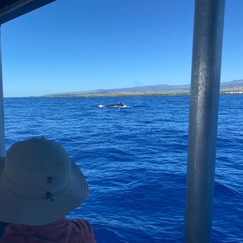 Kauai Sea Tours - Whale breaching - Boating Near Me - Eleele, Hawaii