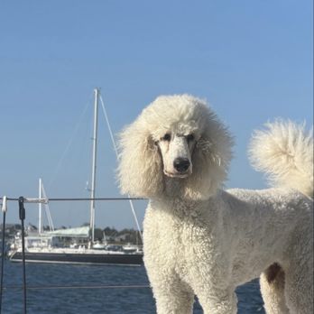 Wag Nation - Pet Stores Near Me - Newport, Rhode Island Wag Nation - Pet Stores Near Me - Newport, Rhode Island