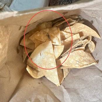 Pinches Tacos - Praying mantis in the chips - Mexican Near Me - Los Angeles, California