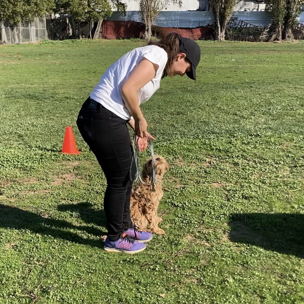 TOP 10 BEST Dog Obedience Training in Fairfield, CA - Updated 2026 - Yelp