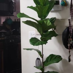 Plant i bought there Plant i bought there