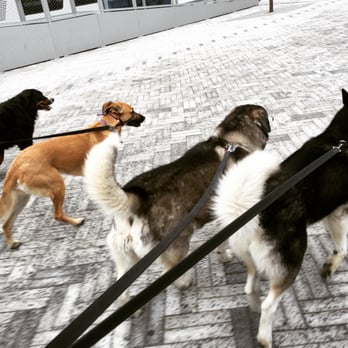 PupView: Live Streaming Video Dog Walkers - PupView Pack Walk With Scout, Lana, Aspen & Jagger! - Dog Walkers Near Me - Chicago, Illinois PupView: Live Streaming Video Dog Walkers - PupView Pack Walk With Scout, Lana, Aspen & Jagger! - Dog Walkers Near Me - Chicago, Illinois