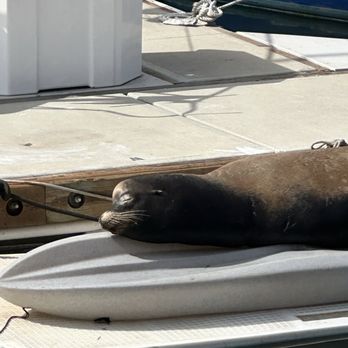 Oceanside Harbor - Smiling sleeping sea lion - Boating Near Me - Oceanside, California