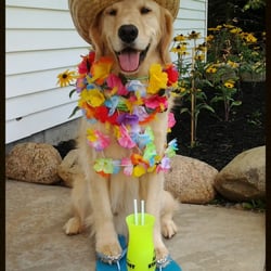 Classic Kennels - All Dogs Deserve a Vacation at Classic Kennels!