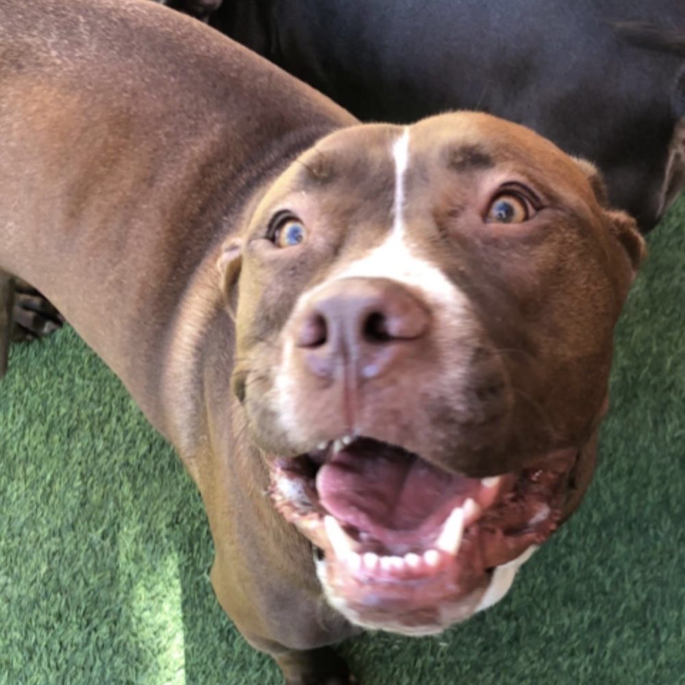 Wag Hotels - Carson - Pet Training Near Me - Carson, California Wag Hotels - Carson - Pet Training Near Me - Carson, California