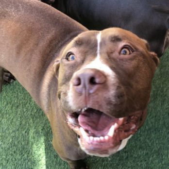 Wag Hotels - Carson - Pet Training Near Me - Carson, California
