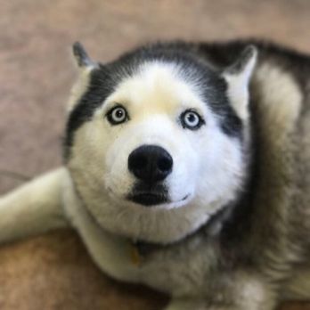 Coombs Kennels - Anuke - Pet Boarding Near Me - Heber City, Utah