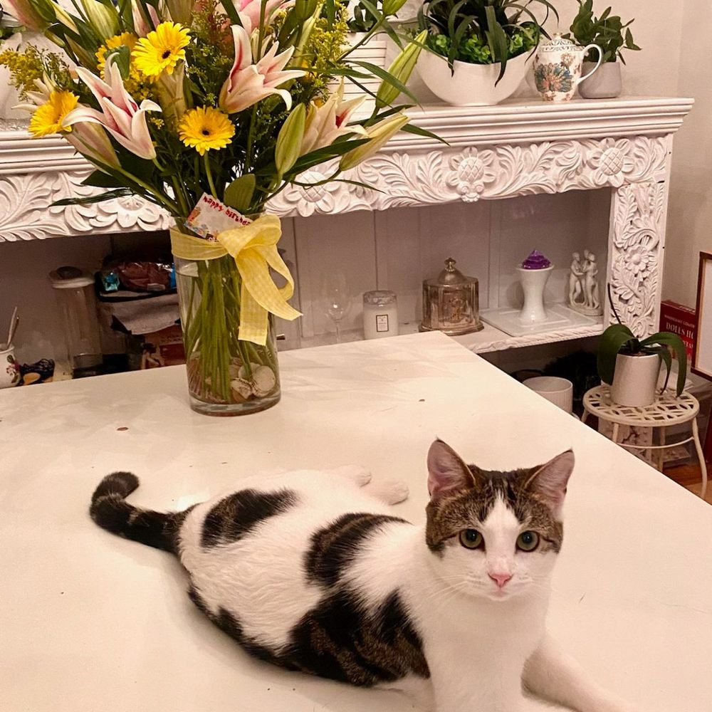 Beautiful Bouquet (cat not included) Beautiful Bouquet (cat not included)