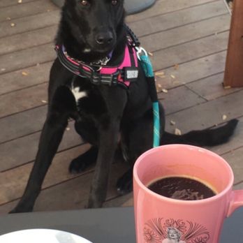 Austin Pets Alive! - Animal Shelters Near Me - Austin, Texas