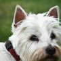 Photo of Pet Stop by Canine Safety Systems