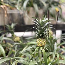 Walmart - Miniature pineapple  :) - will it grow any bigger or is this it??