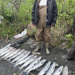 Puffin Fishing Charters - Salmon on first day. There were 7 of us here.