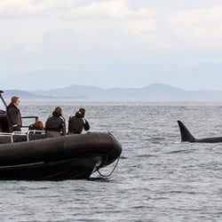 BC Whale Tours - BC ORCA with whales