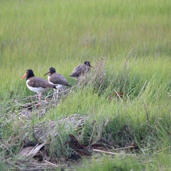 Birding By Boat on the Osprey - American Oystercatcher Family - Tours Near Me - Cape May, New Jersey Birding By Boat on the Osprey - American Oystercatcher Family - Tours Near Me - Cape May, New Jersey