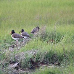 Birding By Boat on the Osprey - American Oystercatcher Family