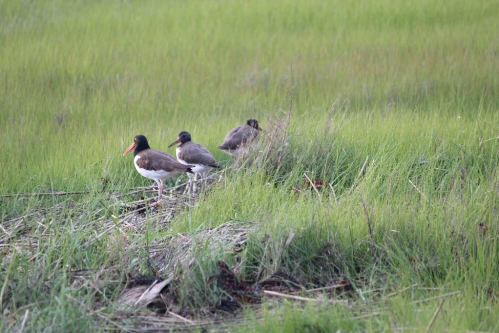 Birding By Boat on the Osprey Logo
