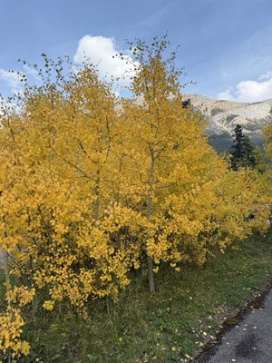 Miette Hot Springs by null