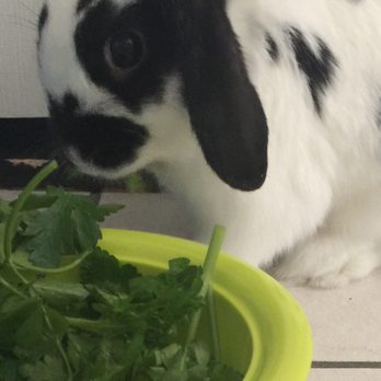 Petco - Buying food for this handsome guy - Pet Groomers Near Me - Revere, Massachusetts