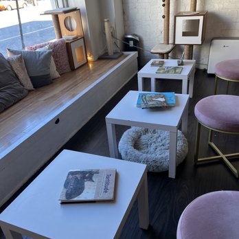 Pounce Cat Cafe - Window seat - Pet Adoption Near Me - Charleston, South Carolina