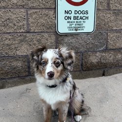 Timeless Aussies - Mini Aussie
