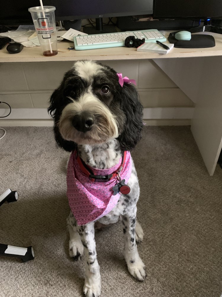 FAIRBORN PET GROOMING Updated October 2024 13 Reviews 140