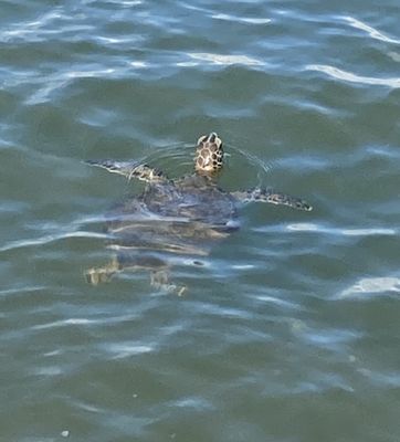 Edgewater Inn by null