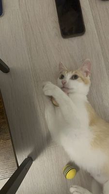 Best Friends Pet Adoption Center by null