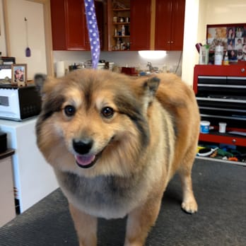Norma’s K-9 Designs - Pet Groomers Near Me - Westminster, Maryland