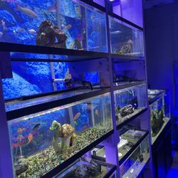 Desoto Aquatics - Fishes